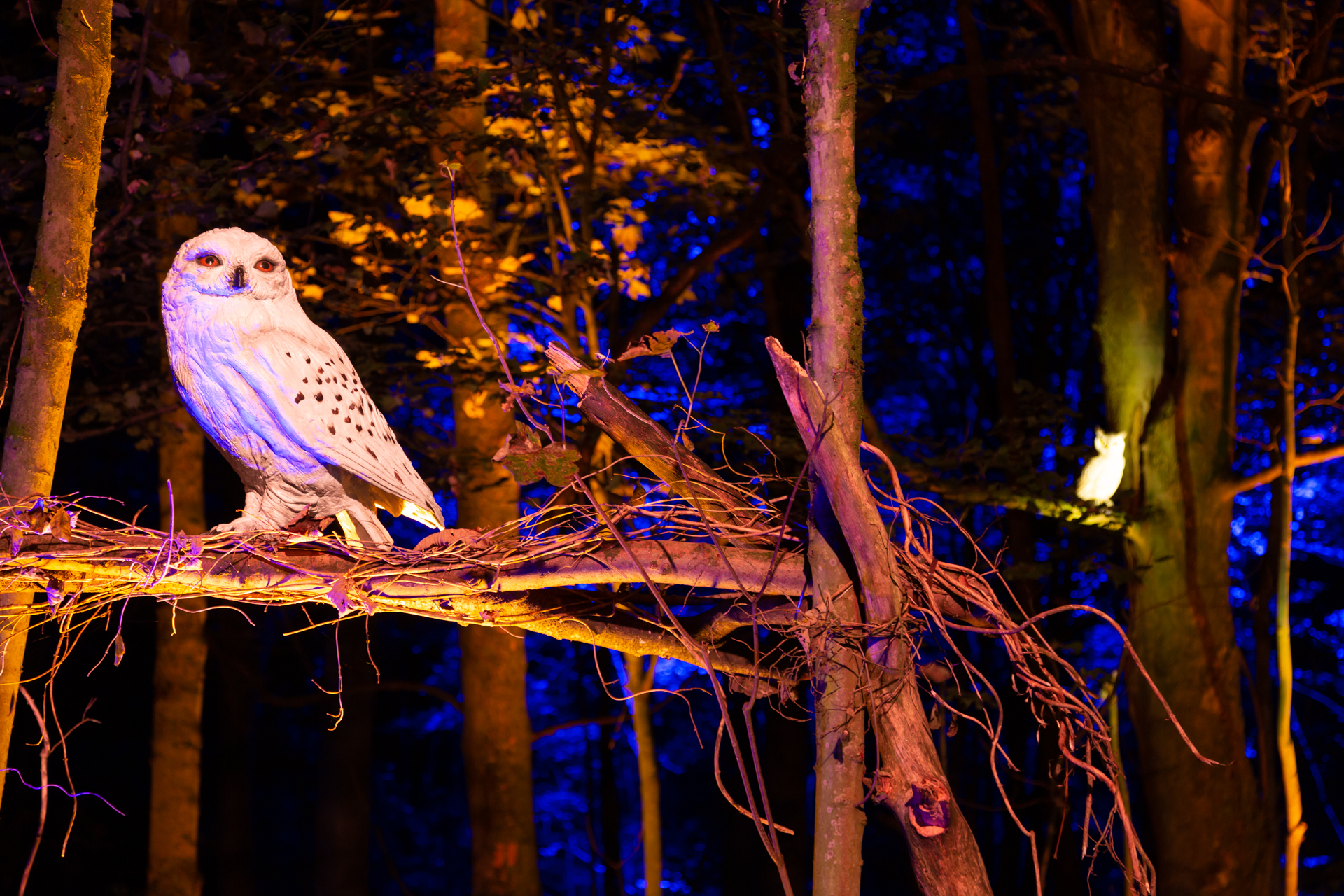 Harry Potter experience