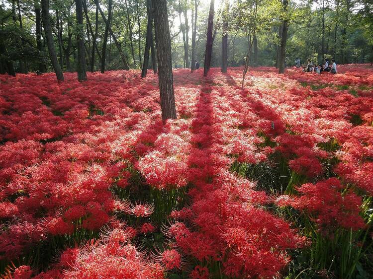 真紅の絨毯に息をのむ。