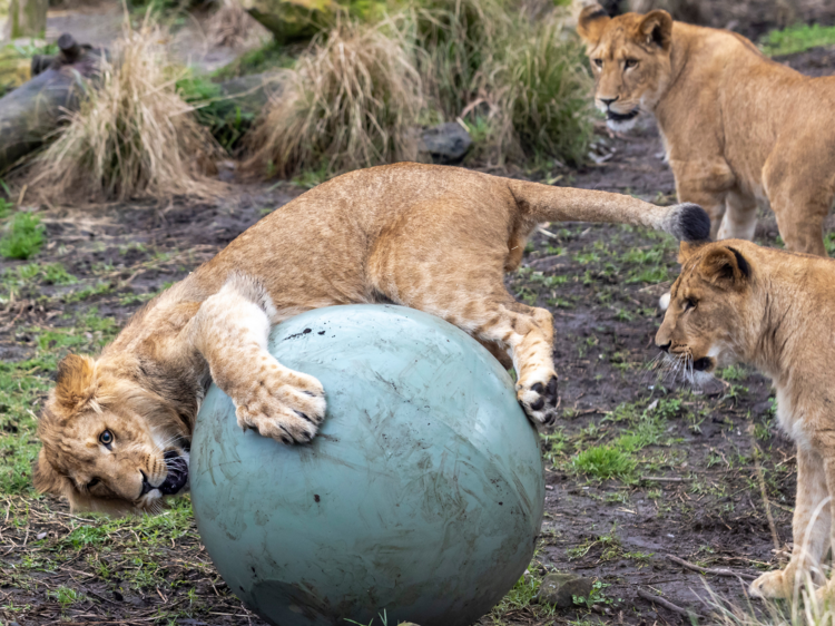 Get wild at Taronga Zoo