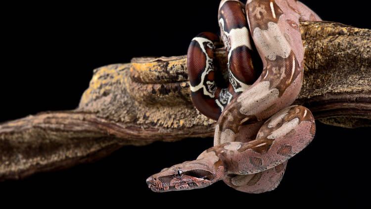 Boa constrictor 