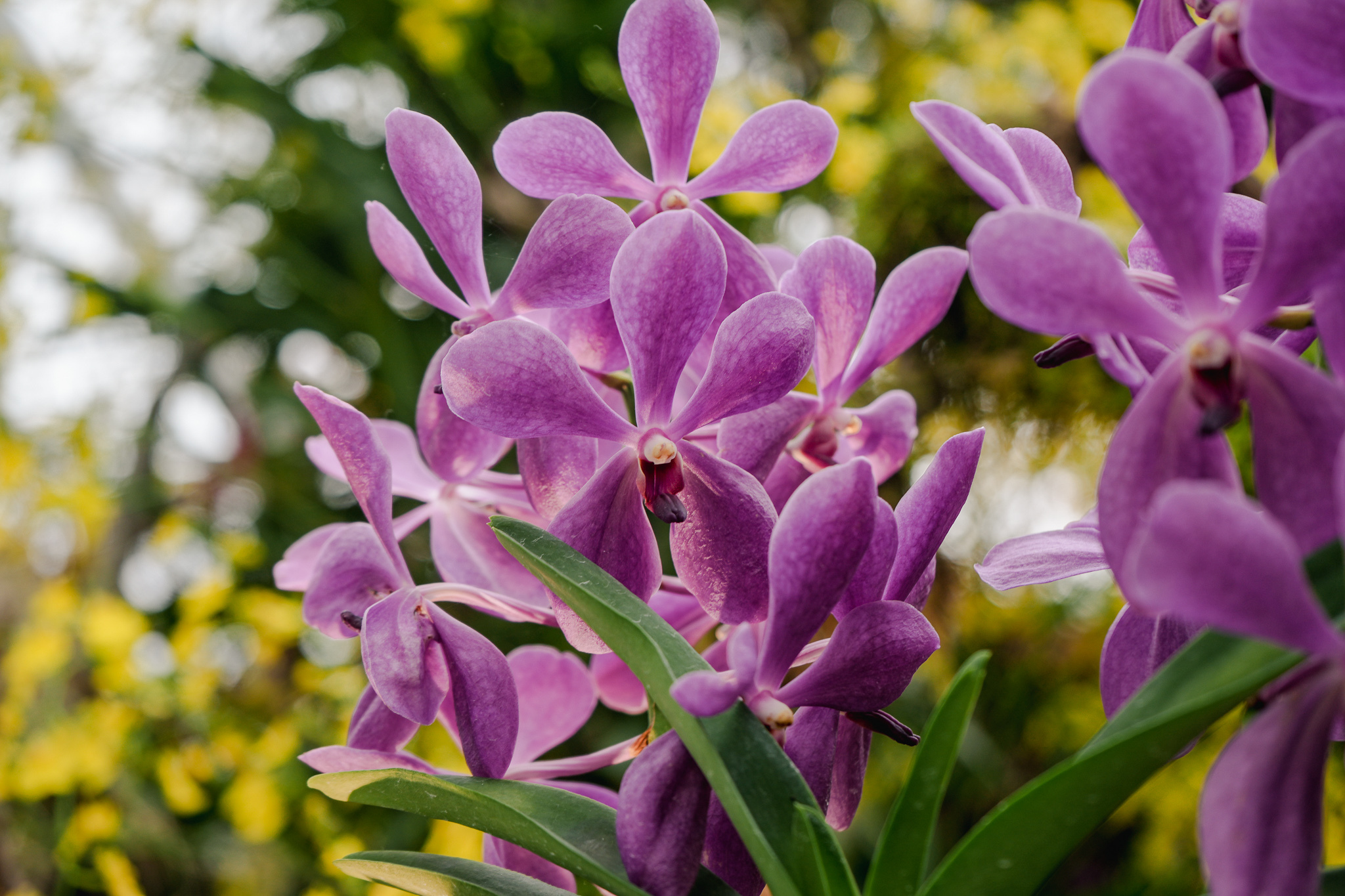 Singapore orchid deals