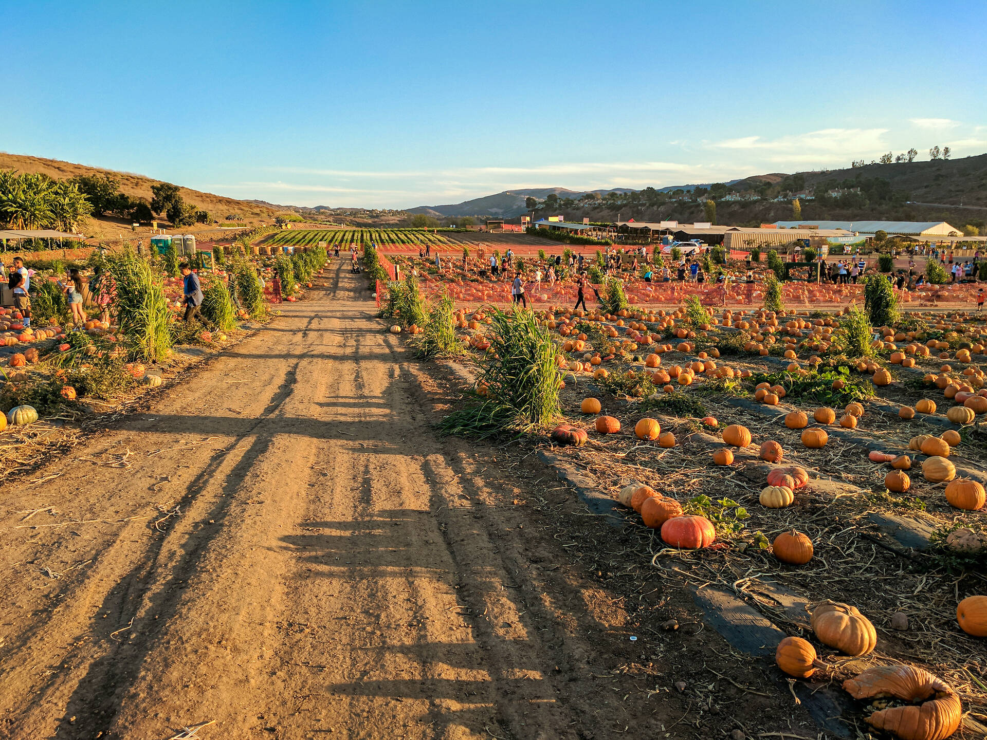 Best Pumpkin Patches In Los Angeles For Halloween Fun