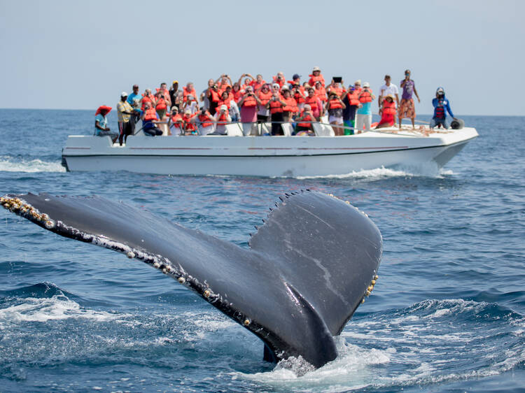 Navegar sin miedo en el Santuario de las ballenas jorobadas