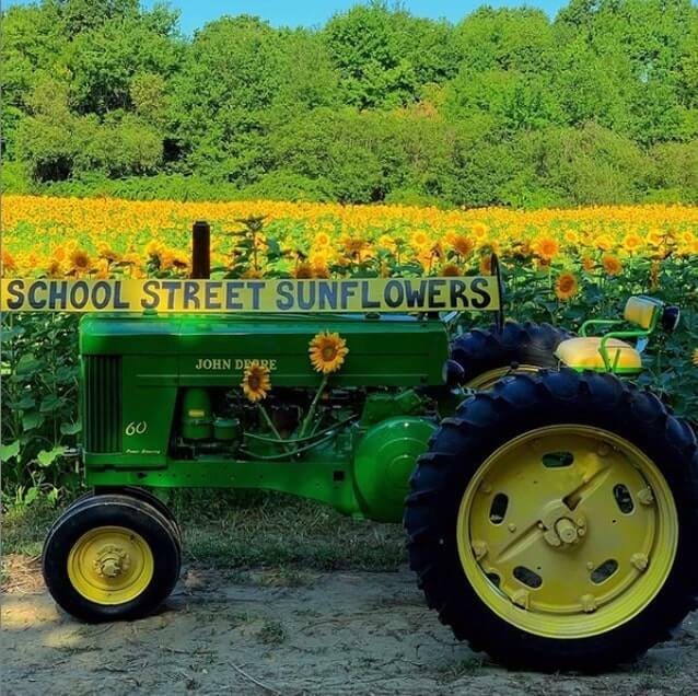 5 sunflower fields to visit near Boston