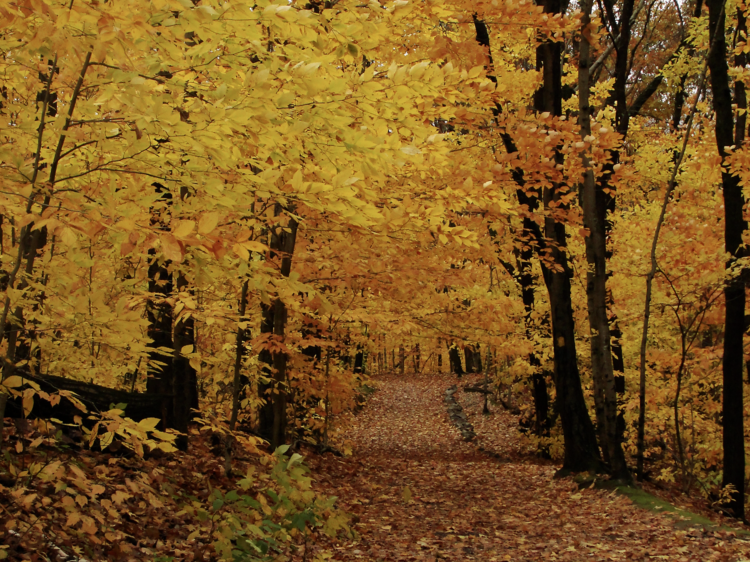 Mt. Greylock State Reservation