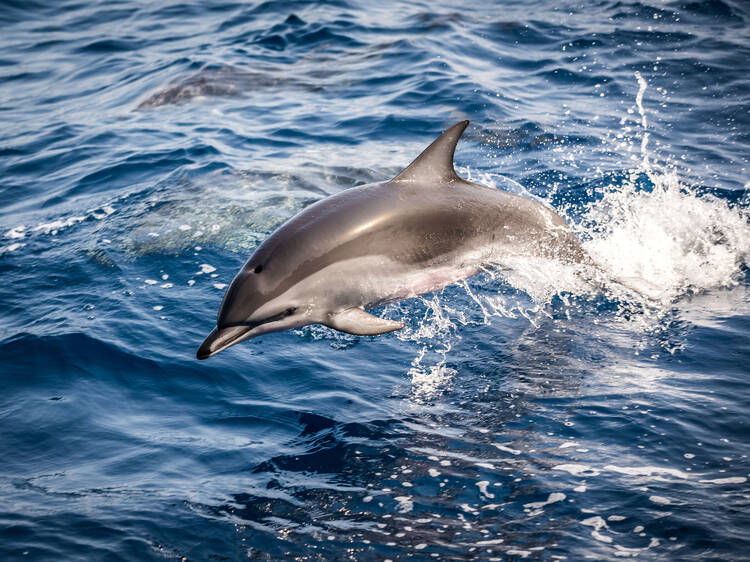 Video: Watch dolphins play with kayakers in the Hudson River