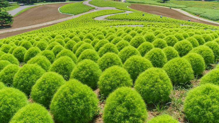 Hitachi Seaside Park kochia