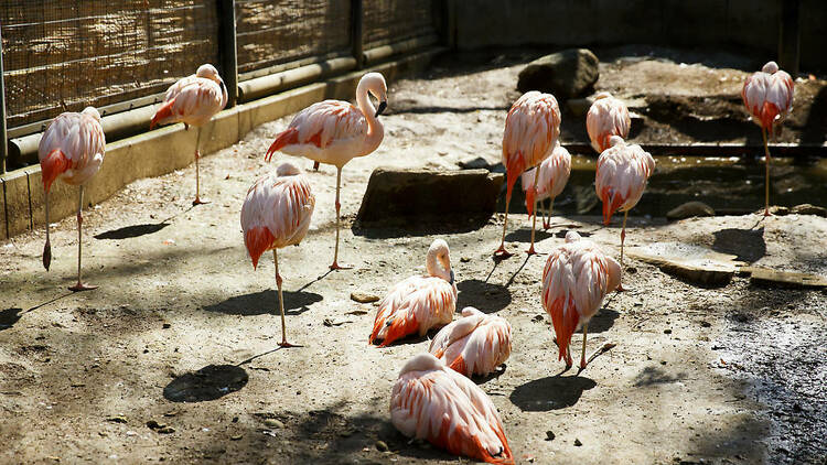 夢見ヶ崎動物公園