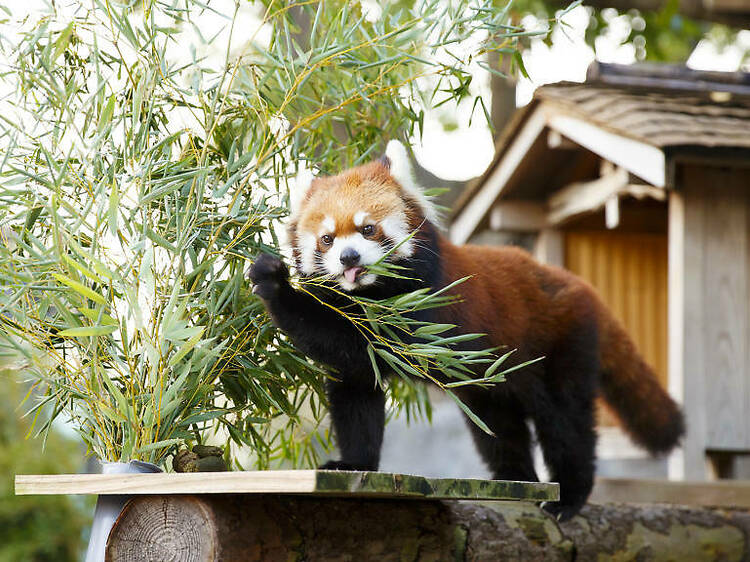 野毛山動物園