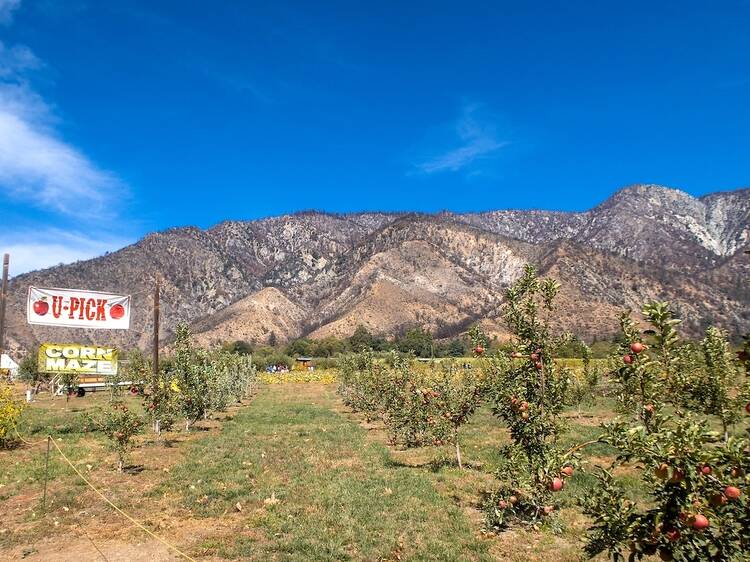Where to go apple picking near Los Angeles