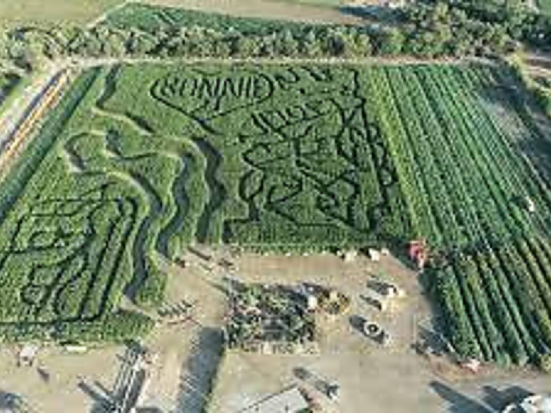 Best Corn Mazes in the Bay Area 8 Fun and Spooky Mazes