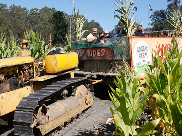 Arata’s Pumpkin Farm | Half Moon Bay