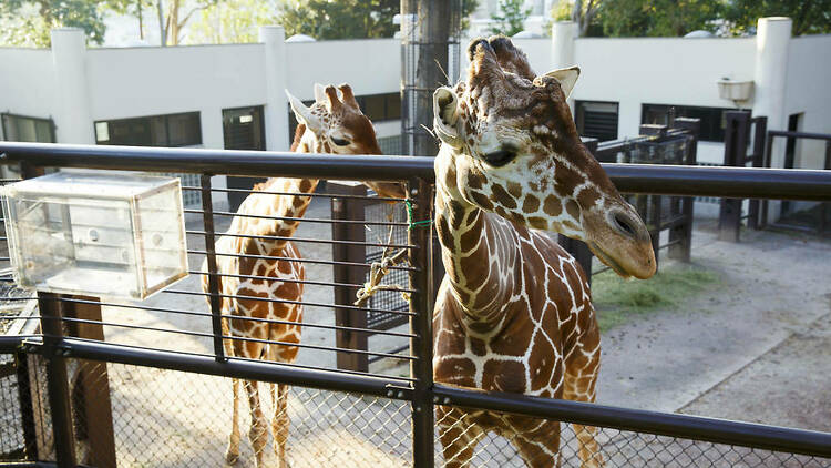 野毛山動物園