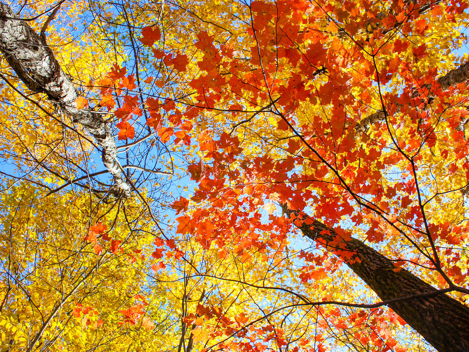 25 Best Places to See Fall Colors in Chicago