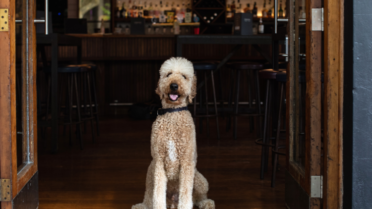 A large white poodle dog sits in the entrance of the Forresters