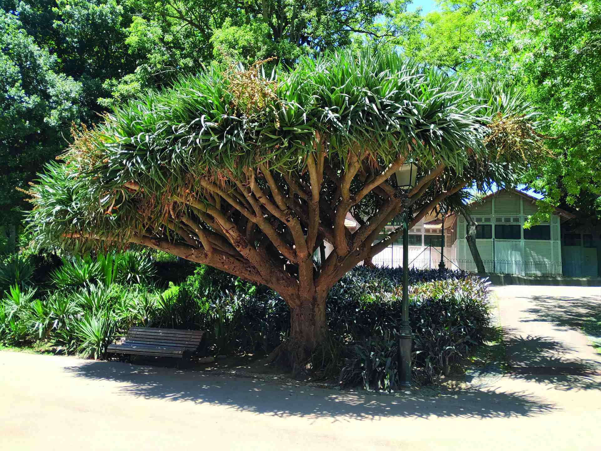 Jardim da Estrela