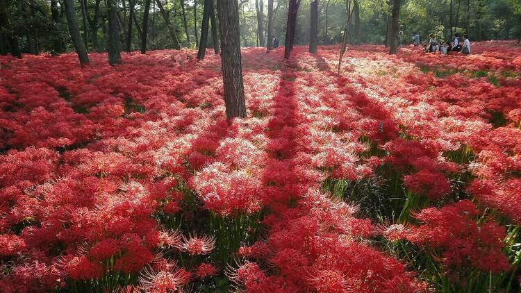 red spider lilies