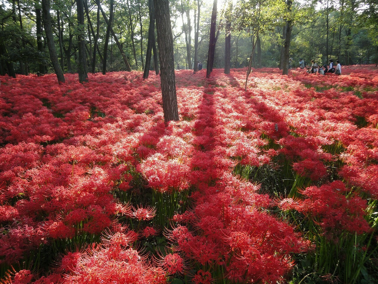 japanese spider lily