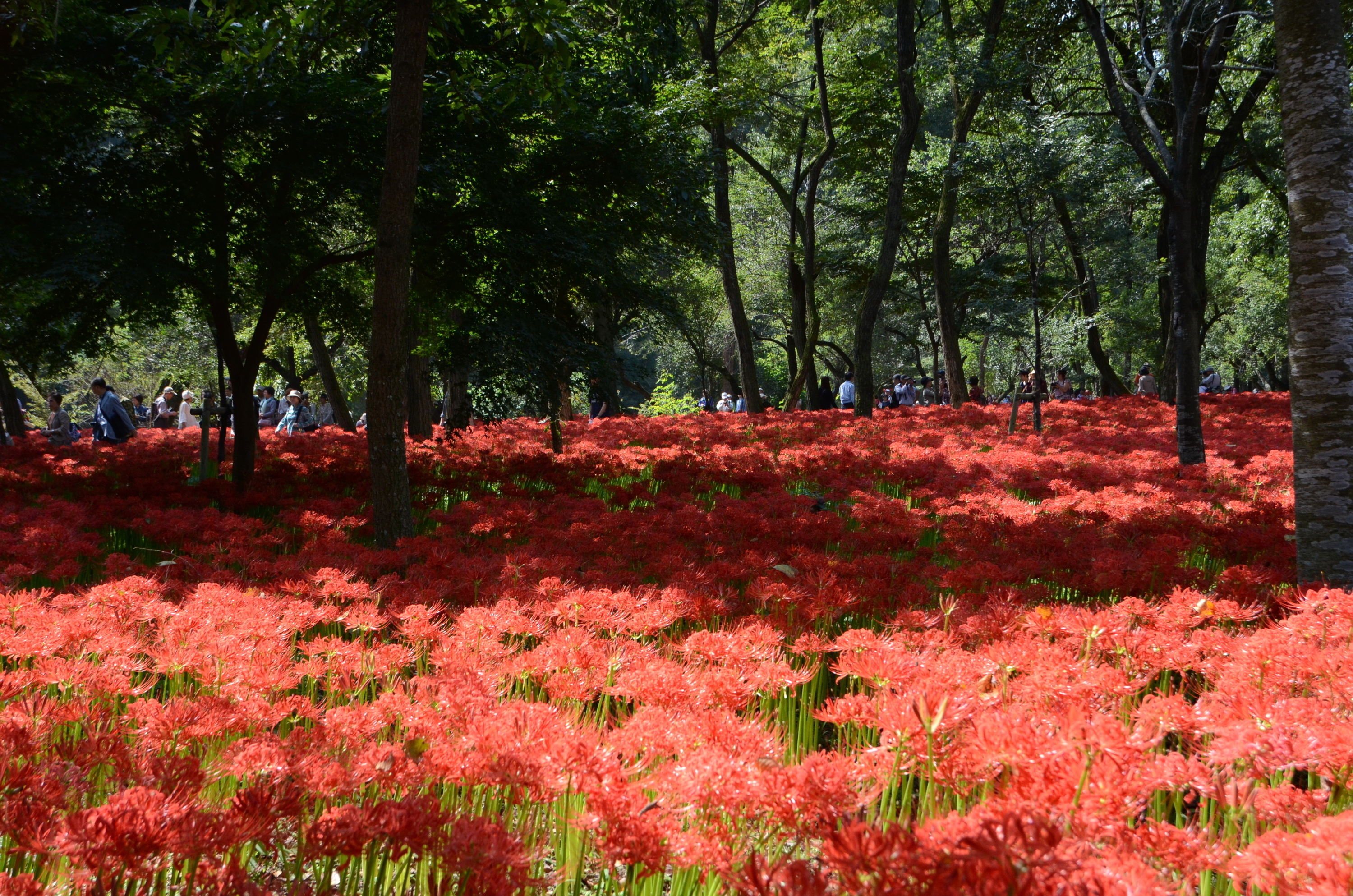 japanese spider lily