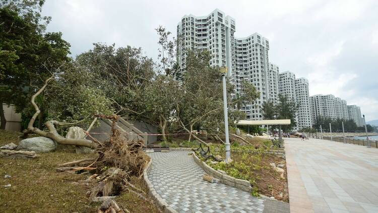 Typhoon Hato, 2017