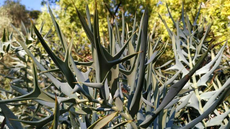 Encephalartos horridus, JBL