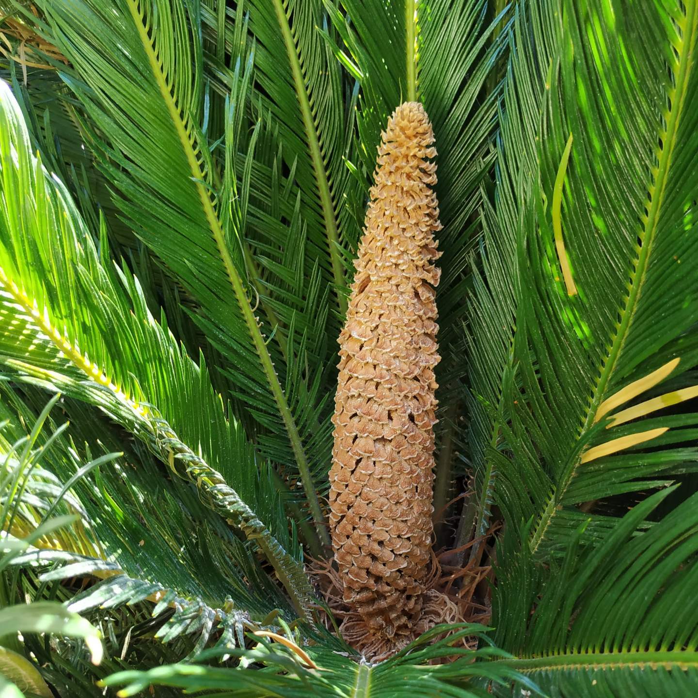 Cyca revoluta masculina