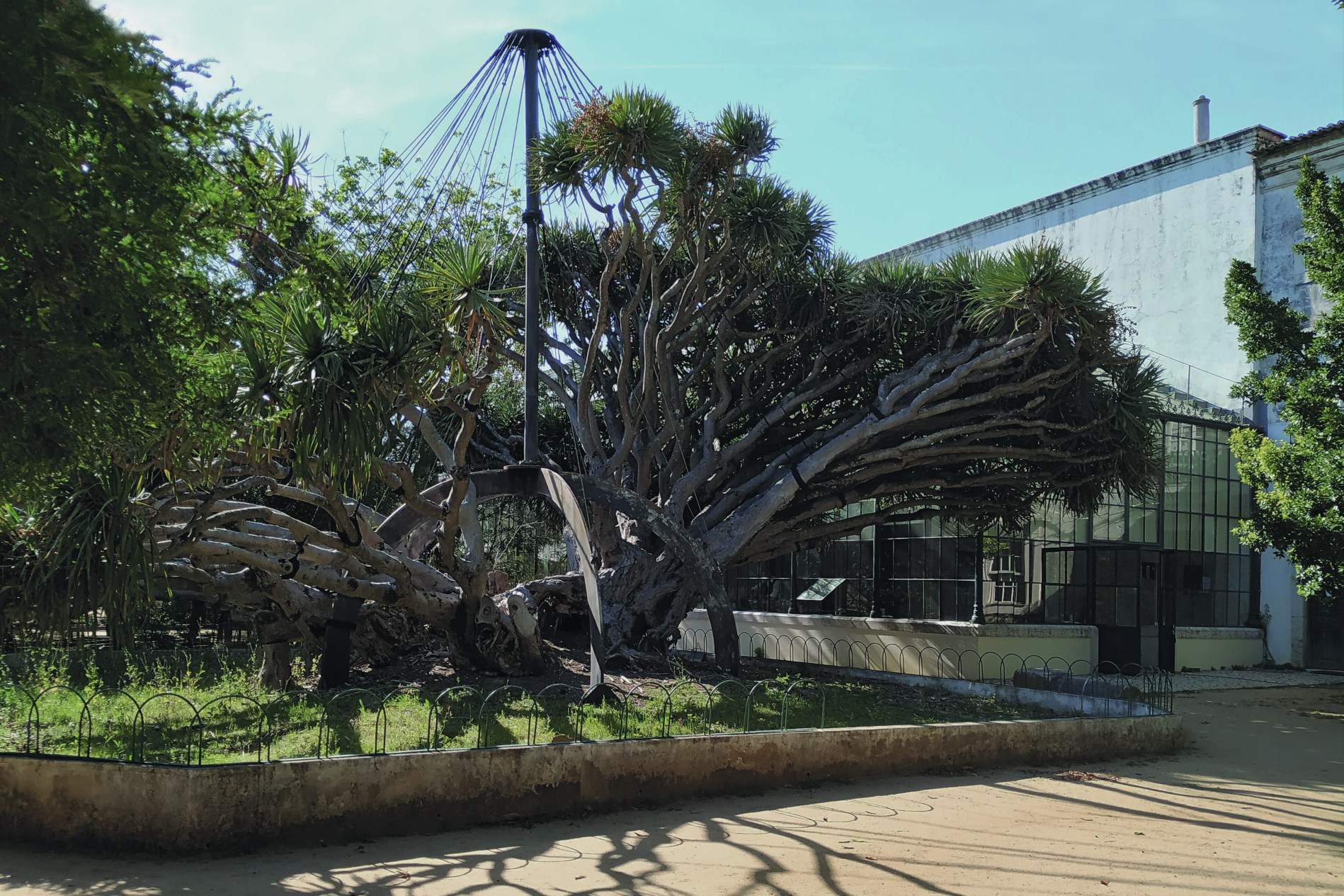 Jardim Botânico da Ajuda