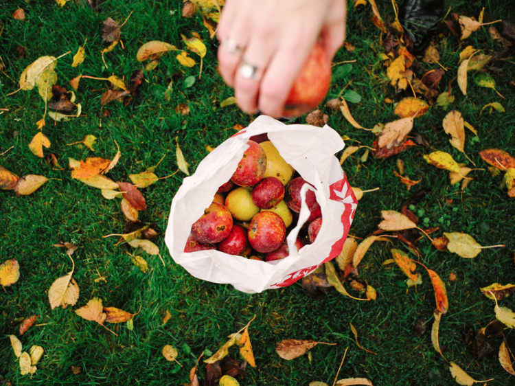 Go apple picking