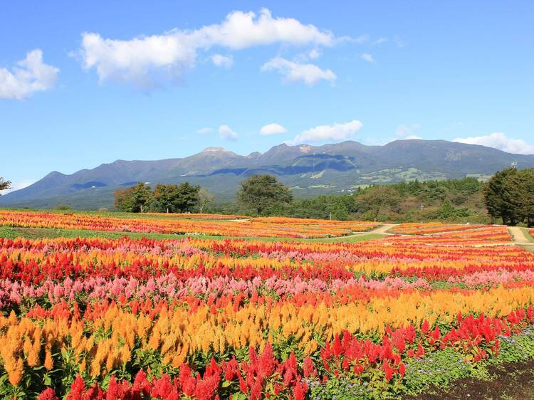 東京から日帰りで楽しめる 秋の花絶景スポット22