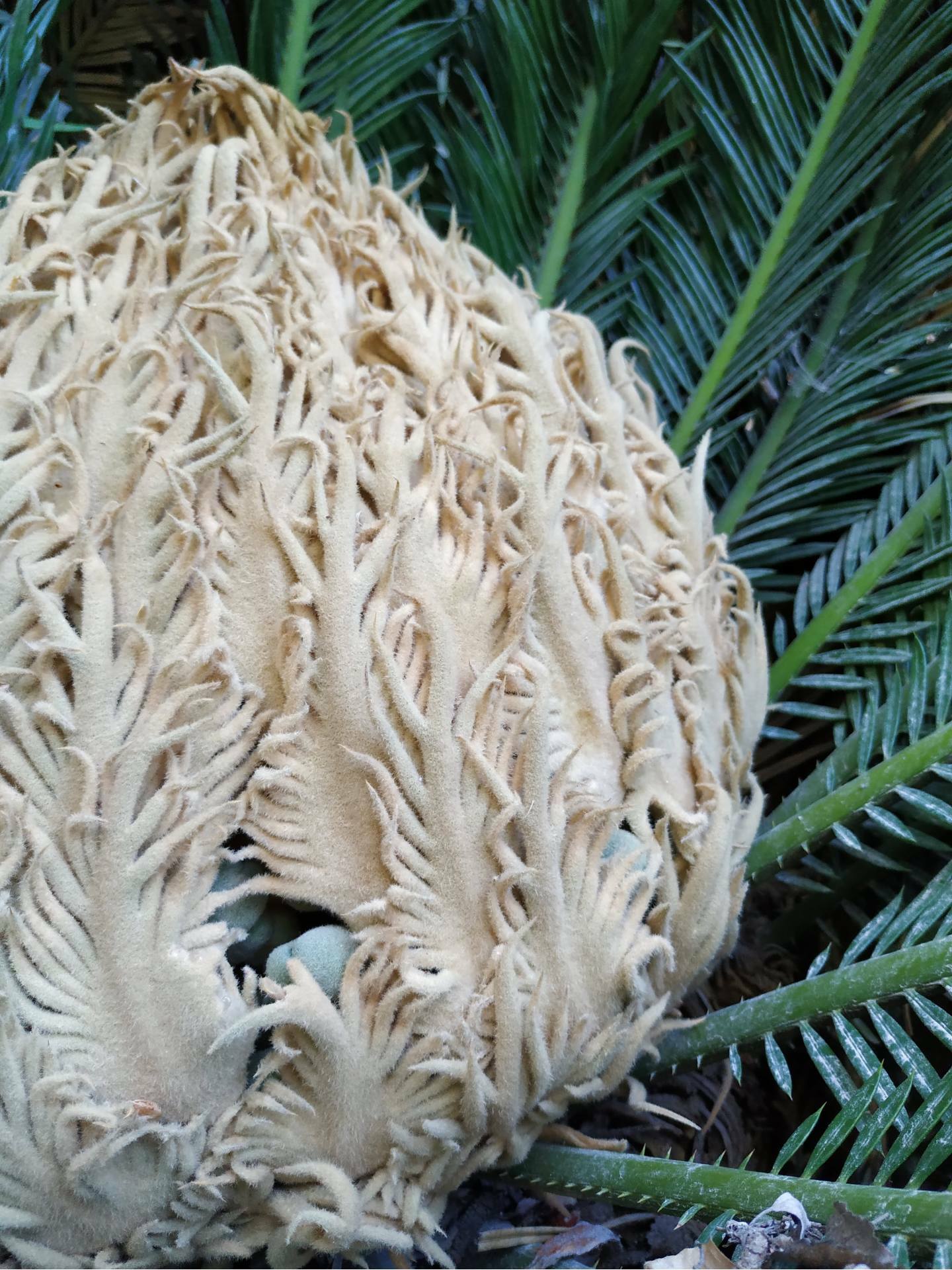 Cyca revoluta feminina