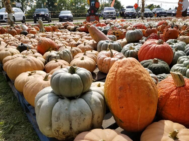 21 Pumpkin Patches Near Chicago to Plan An Outing to in 2022