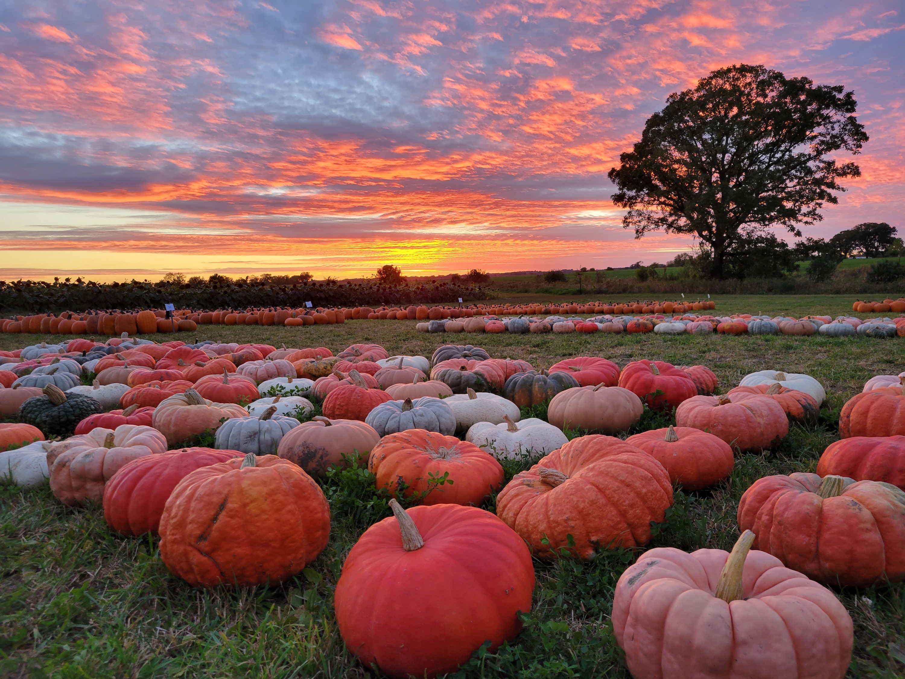 Jack O'Lantern World opens in Lemont, Illinois