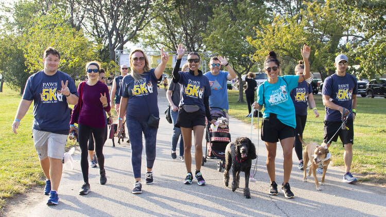 A group of people walk along a grass-lined path with a poodle and mutt