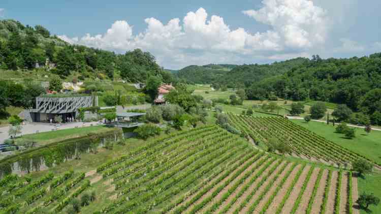 Istria vineyard