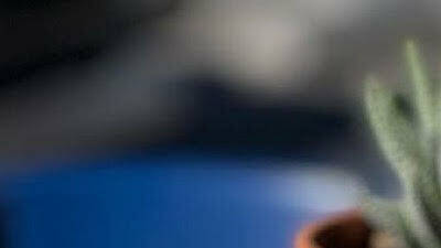 For the Win For the Win