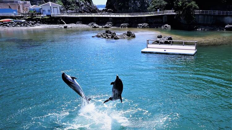 下田海中水族館