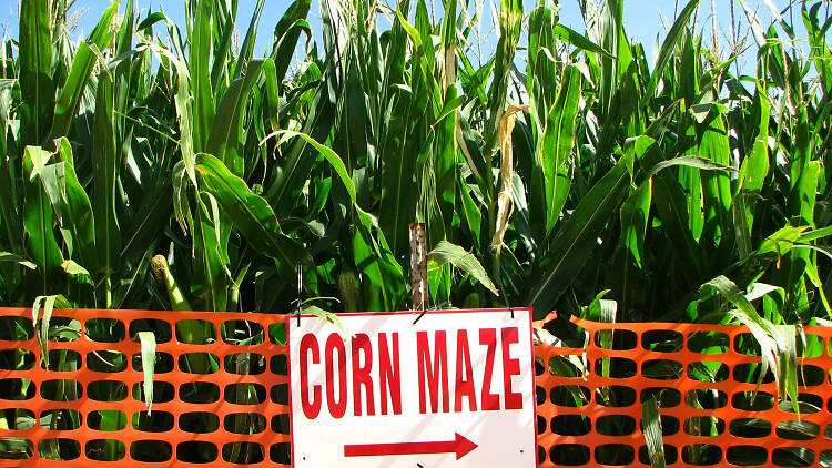 Get lost in a corn maze