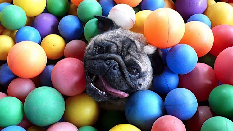 A pug playing in a ball pit.