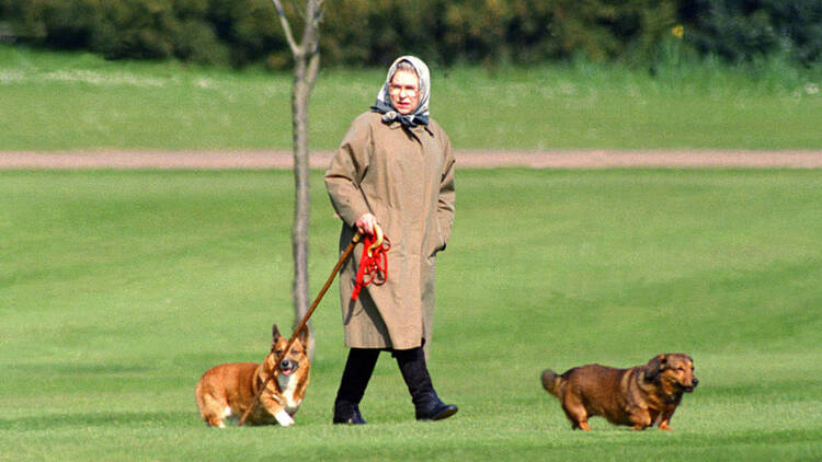 Queen Elizabeth II walking her dogs at Windsor Castle