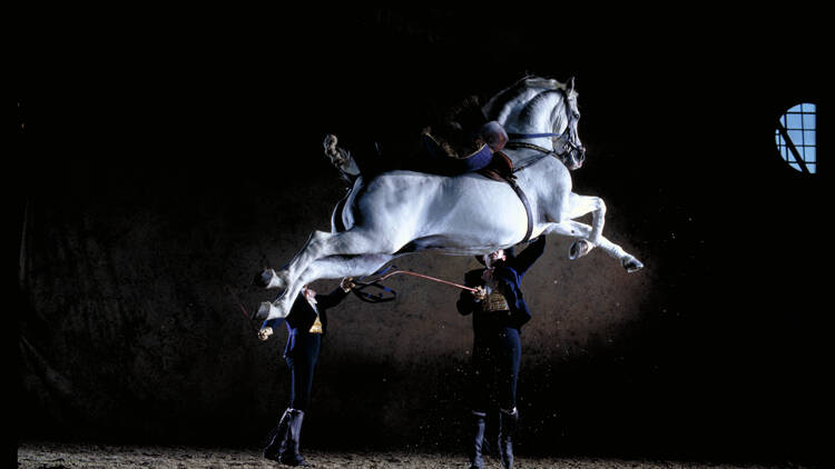 'Cómo bailan los caballos andaluces'