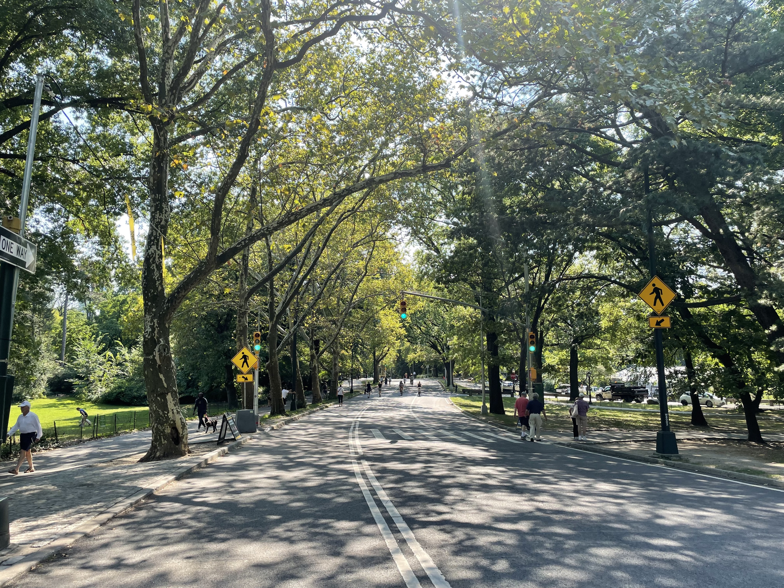 A path in Central Park with leafy green trees.