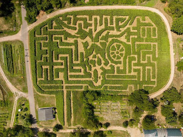 Amazing Maize Maze