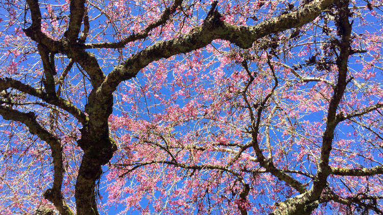 Dandenong Ranges Botanic Garden