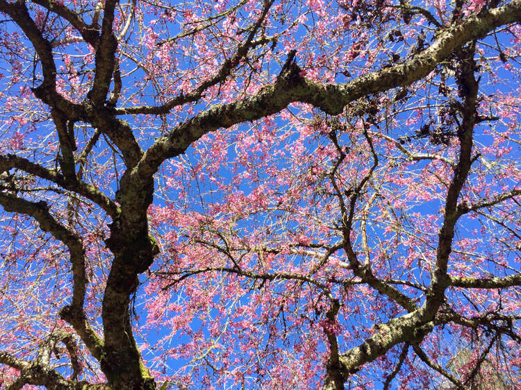 Blue Mountains Botanic Garden