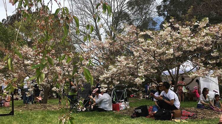 Banksia Park Cherry Grove