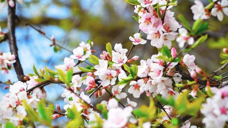 Blue Hills Cherry Blossom Show