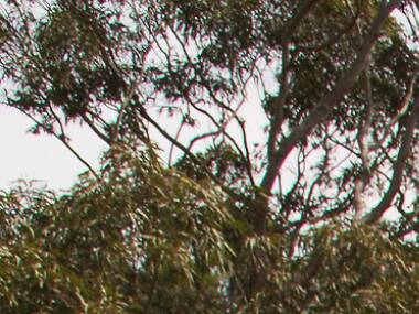 Go wild at Ian Potter Children's Wild Play Garden Go wild at Ian Potter Children's Wild Play Garden