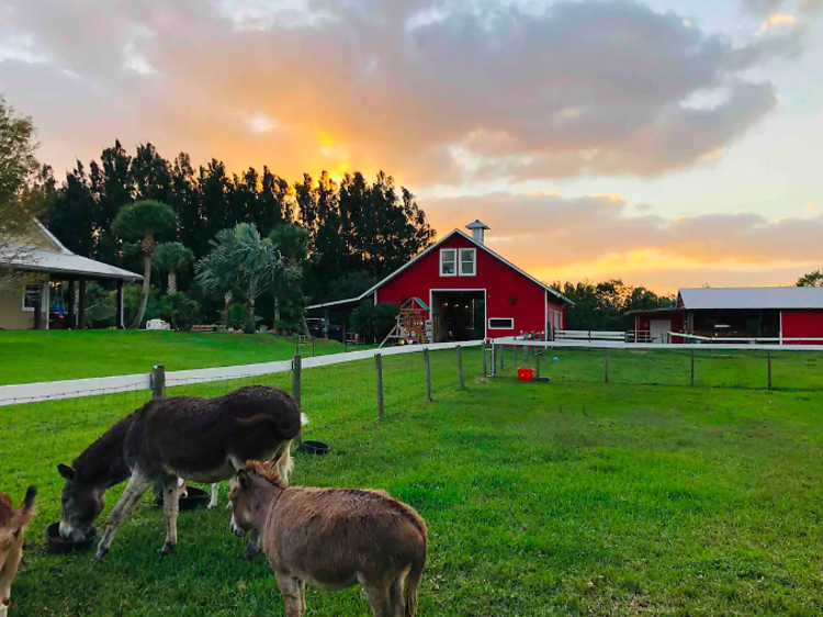 The barn on a farm in Vero Beach