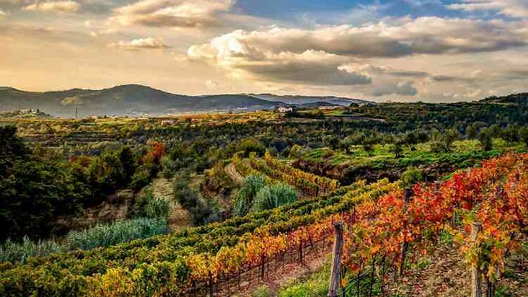 Istrian vineyards in autumn