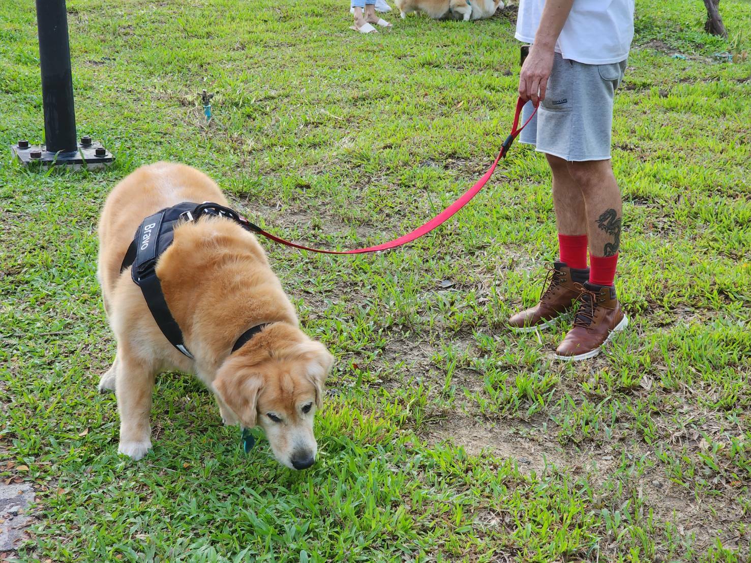 Benjakitti Forest Park Dog Park